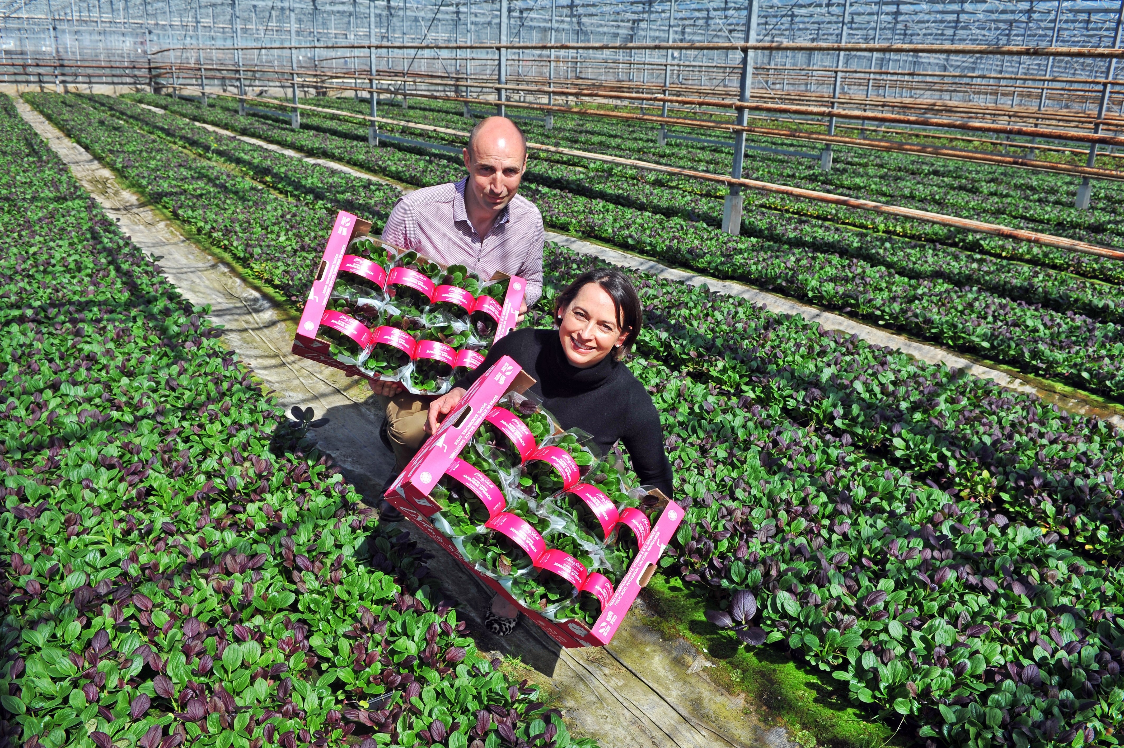 How to be innovative like Anna and Andrew Johnson owners of Living Salads